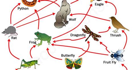 Food Chains And Food Webs Covers Ks2 Science Food Chains
