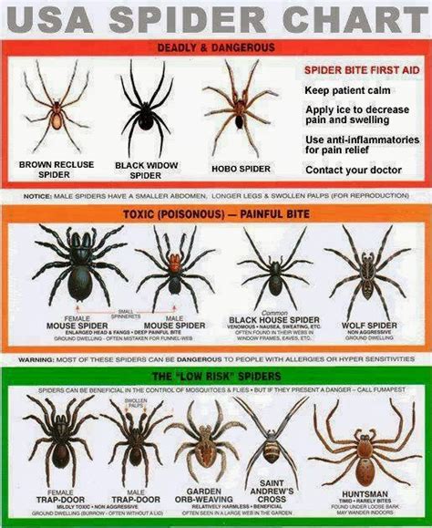 Literrata False Ca Brown Recluse Spiders