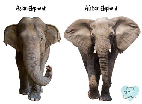 differences between asian and african elephants love the critters