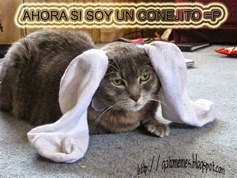 Imágenes De Gatos Chistosos Gatito Con Orejas De Conejo