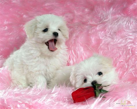 47 Baby Dog Wallpapers On Wallpapersafari