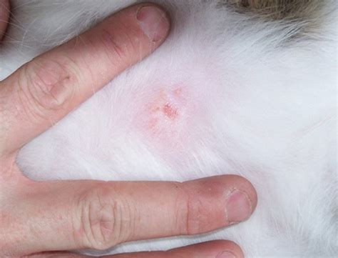 Top 11 Cat Skin Problems Cats Are On Top