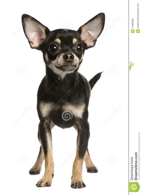 Black Chihuahua Dog Standing