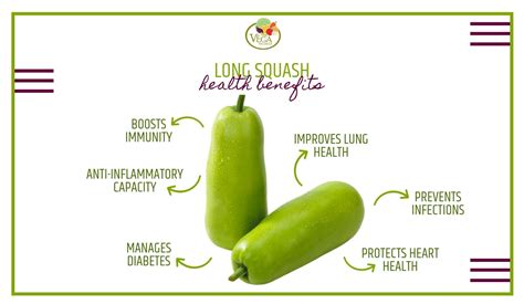Long Squash Benefits Vega Produce Eat Exotic Be Healthy