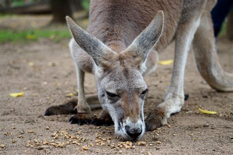 A Visitors Guide To Lone Pine Koala Sanctuary Sightseeing Scientist