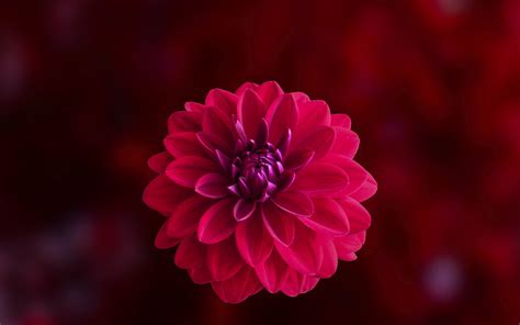 Download 3840x2400 Wallpaper Pink Blur Portrait Dahlia