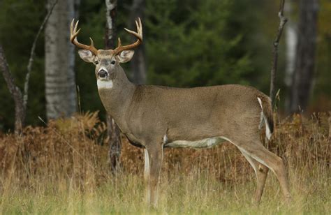 Heres What You Need To Know About White Tailed Deer Season In Texas