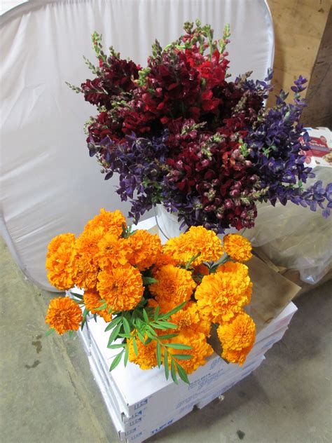 snapdragons, marigolds, and purple salvia | Purple salvia ...