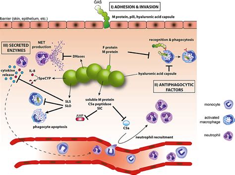 Frontiers Responses Of Innate Immune Cells To Group A Streptococcus