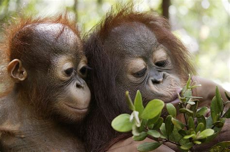 Rainforest Orangutan