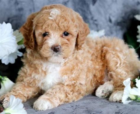 Poodle Mix Puppies For Sale Keystone Puppies