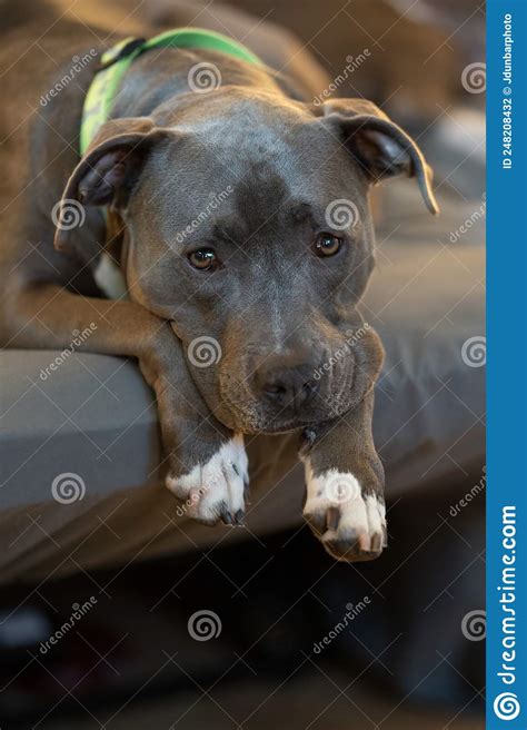 Pitbull Puppy Is On The Couch Looking At You In Boredom Stock Photo