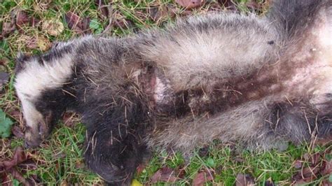 Badger Baiting Hundreds Illegally Killed Every Season Bbc News