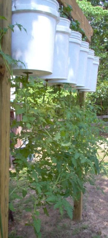 This variety of cheery tomato is excellent for containers because of its small, compact growth pattern. 32 DIY Tomato Trellis & Cage Ideas for Healthy Tomatoes