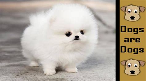 Cutest Pomeranians In The World Compilation Youtube