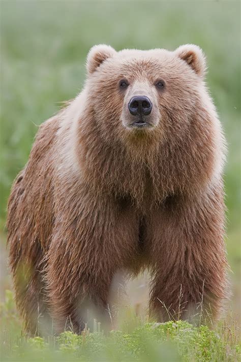 Medvěd Kodiak Wikipedie