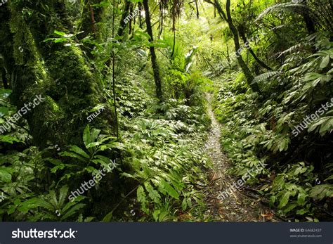 Walking Trail In New Zealand Tropical Forest Stock Photo