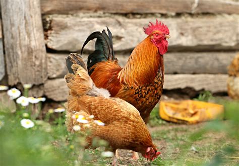 Free Images Bird Barn Home Village Beak Chicken Fowl Fauna