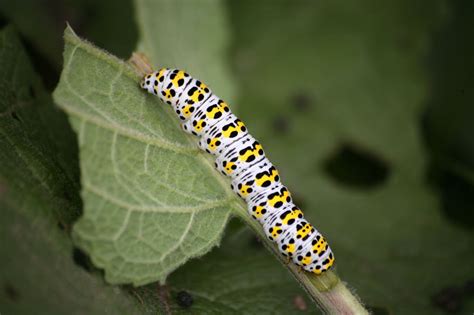 Small Orange Caterpillar With Black Spikes Resenhas De Livros