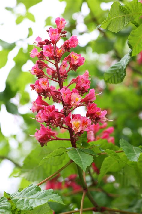 Yun Free Stock Photos No 7791 The Flower Of The Horse Chestnut Tree