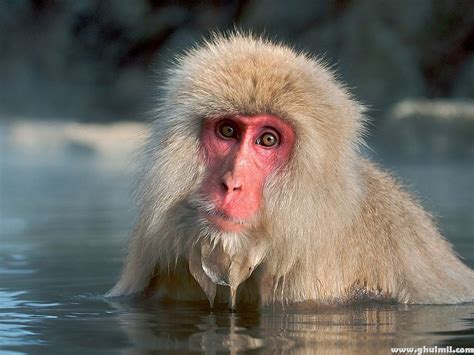 Free Download Free Download Beautiful Wallpapers Monkey Hd Wallpapers