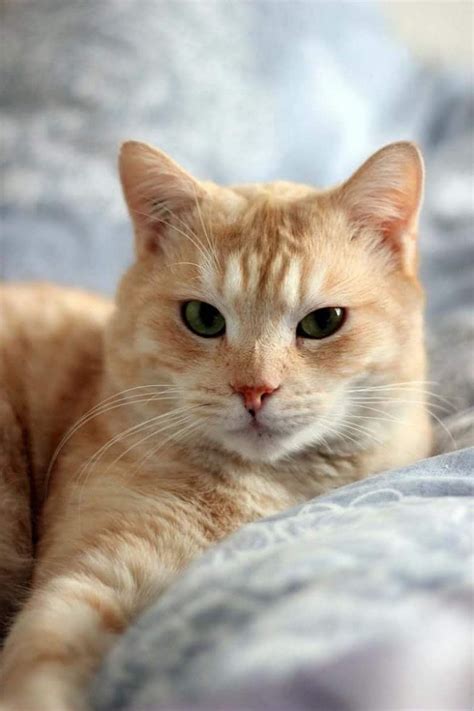 Pin By Becky On Orange Cats With Images Pretty Cats Orange Tabby