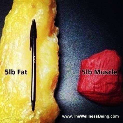 5lbs Of Muscle Vs Fat Technicalmirchi