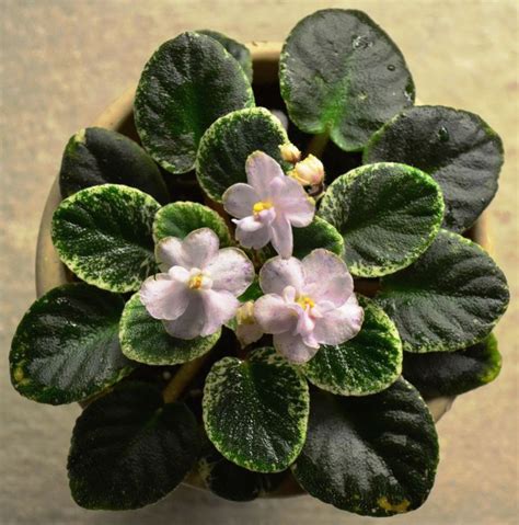 78 Best Images About African Violet Plants Different