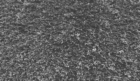 Gray Grass Texture Black And White Grass Seamless Texture Panoramic