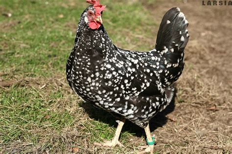 Pros And Cons About Keeping Ancona Chickens — Types Of Chicken