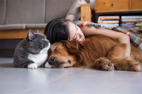 Just Like Humans More Cats And Dogs Are Living With Chronic Health