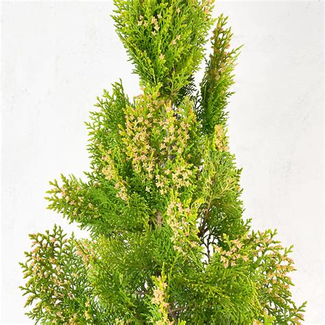 Comprar Tuya áurea Thuja Orientalis Pyramidalis Aurea Fronda