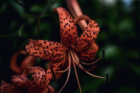 Free Images Tiger Lily Flower Yellow Canada Lily Botany Lily