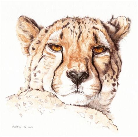 Cheetah Drawing By Lilla Varhelyi Saatchi Art