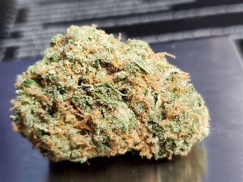 2 Gram Jack Herer Nug Beautiful Strain Rflmedicaltrees