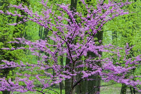 Redbud Trees In Full Spring Bloom Near Defiance Ohio Stock Photo