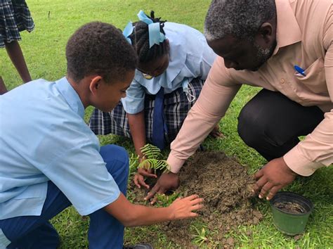 Tobago Schools Join Swfandco In Tree Planting Project — Swfandco Public