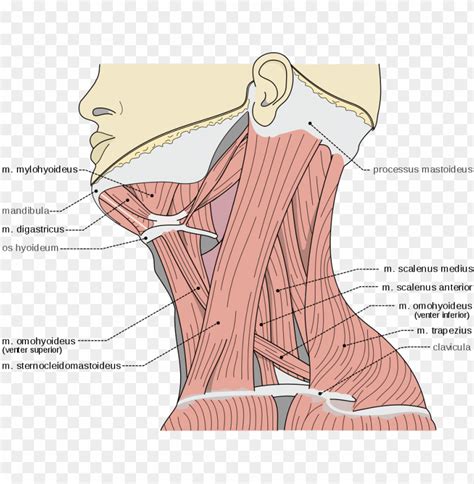 Free Download Hd Png Scalene Muscles Scalene Muscles M Digastricus