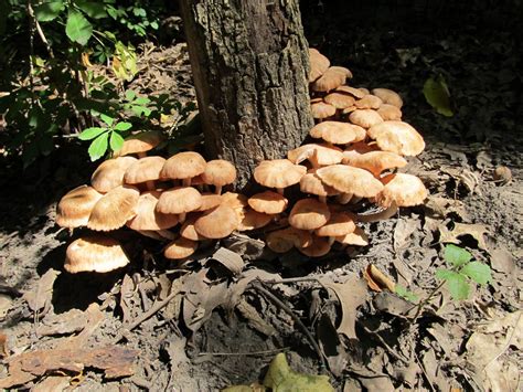 Mushroom Observer Species List Common Mushrooms Of Iowa And Missouri