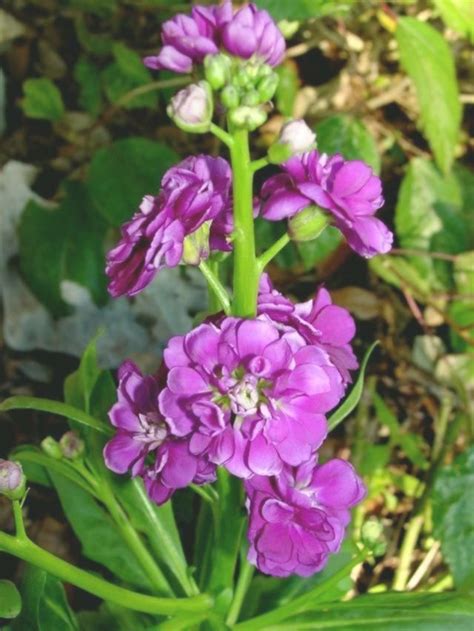 Stock deep rose flower seeds (matthiola incana ten week deep rose) 50+seeds. Stock, Gillyflower, Hoary Stock - Matthiola incana. Love ...