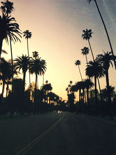 Coffee Stained Cashmere Palm Tree Sunset Adventure Is Out There
