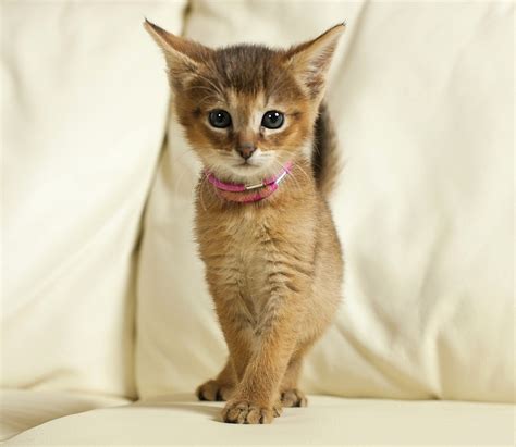 Chausie Kitten On The Couch Photo And Wallpaper Beautiful Chausie