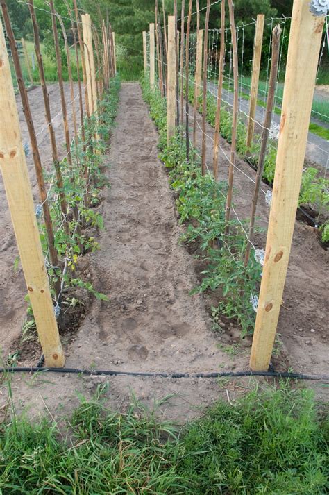 How Far Apart To Plant Tomatoes On Trellis Ideas Do Yourself Ideas