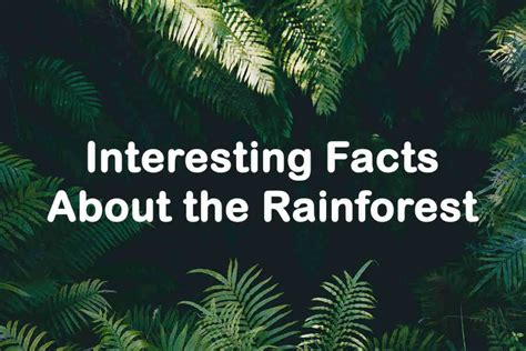 Interesting Facts About The Rainforest Learn About The Rainforest