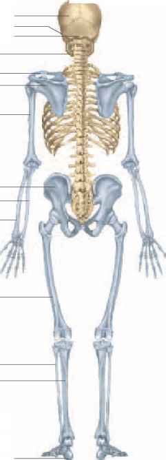 Surface Features of Bones - Unity Companies - RR School Of Nursing