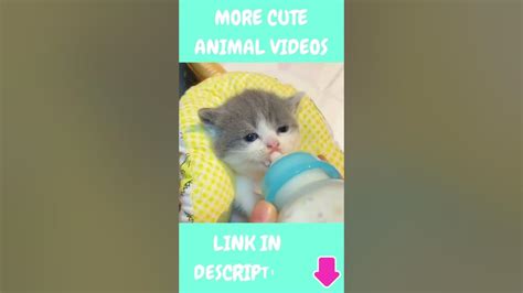 Baby Kitten Drinking Milk 🐱🍼 Cute Kitten Videos Youtube