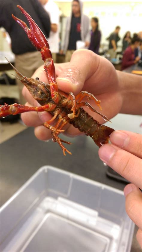 This Is A Male Crayfish In Order To Determine Its Gender We Had To