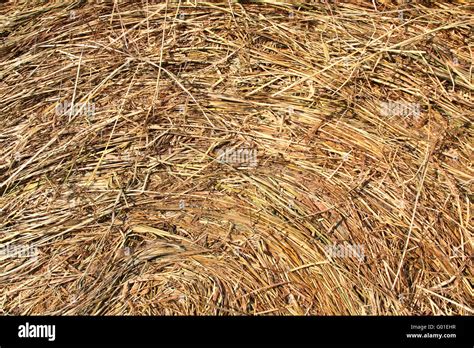 Hay Texture Surface Of Hay Bale With Circular Structure Stock Photo