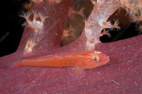 Ghost Goby On Soft Coral Stock Image C0316684 Science Photo Library