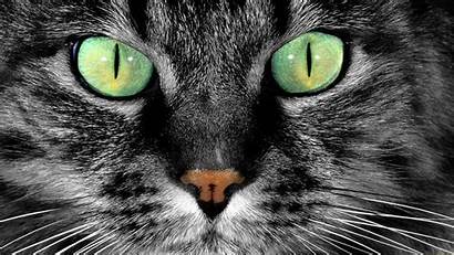 Eyes Cat Evil Wallpapers Gatto Background Wallpapers4u